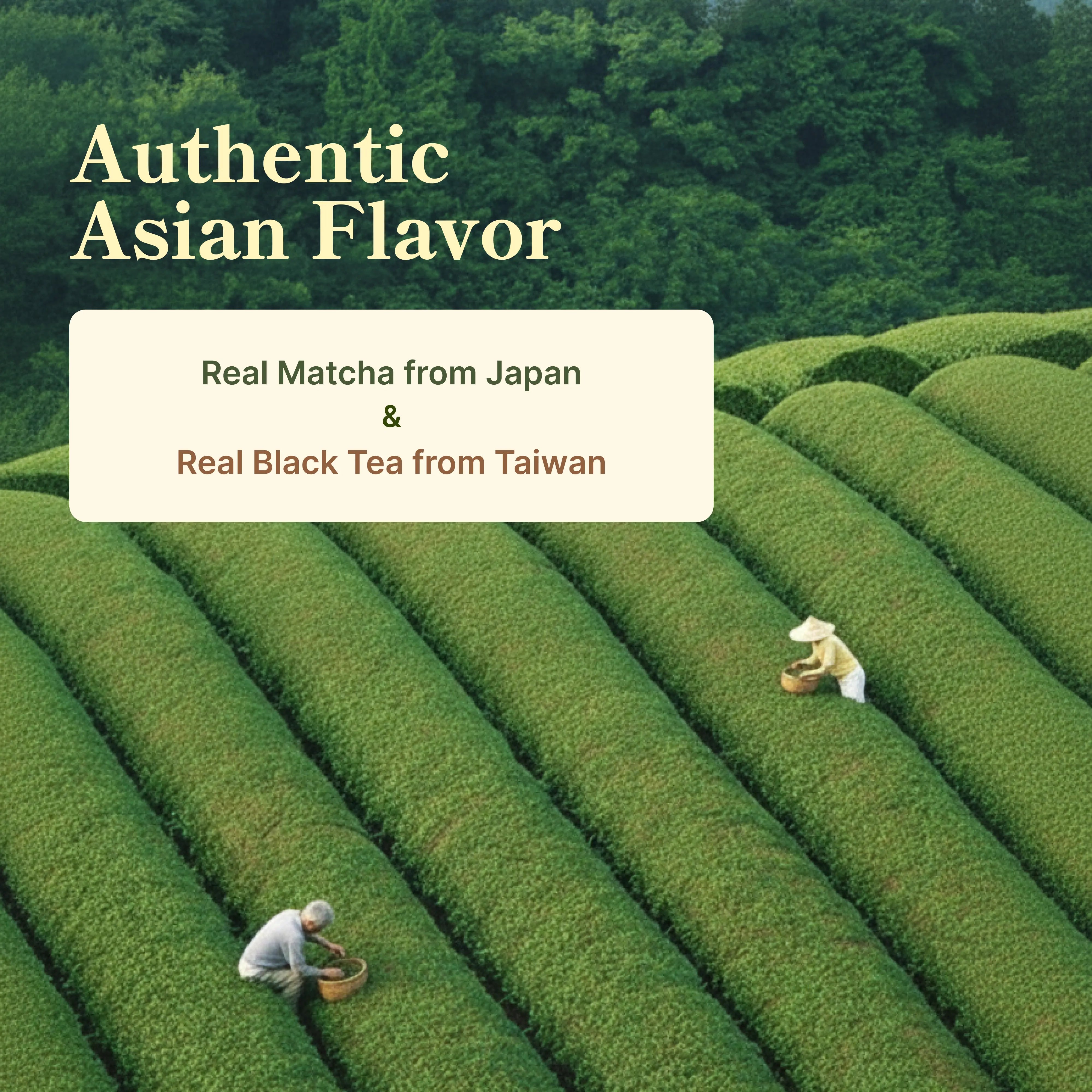Japanese Matcha Latte My Store